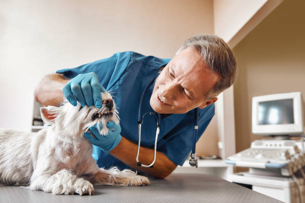 Best Emergency Wisdom Teeth Removal in Blackfoot, ID